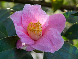 20100302_Wisley_0015.jpg