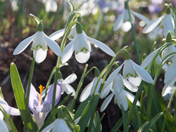 20100302_Wisley_0032.jpg