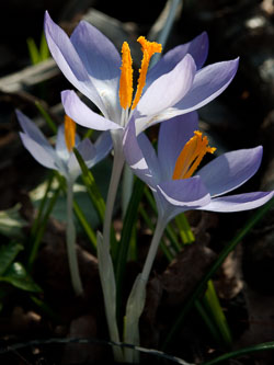 20100302_Wisley_0045.jpg