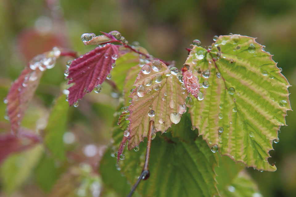 20110518GardenHouse0010.jpg