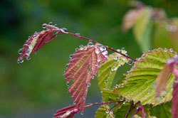 20110518GardenHouse0011.jpg