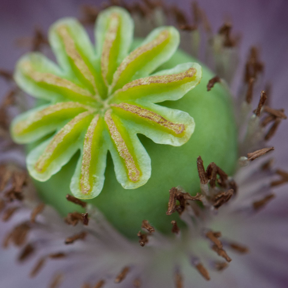 20110709Rosemoor-Workshop0052.jpg