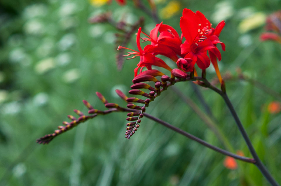 20110709Rosemoor-Workshop0053.jpg