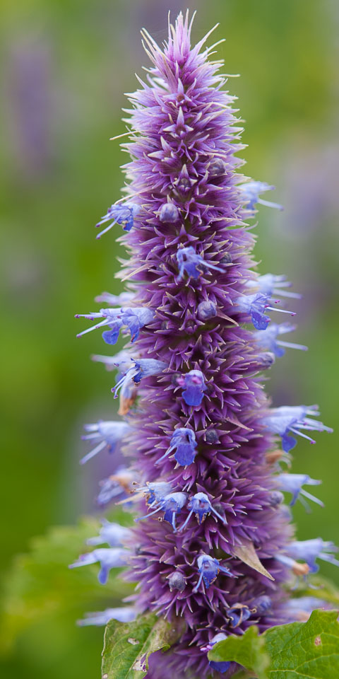 20110710RosemoorWorkshop0029.jpg
