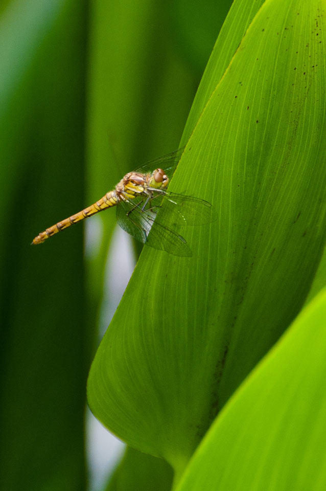 20110710RosemoorWorkshop0080.jpg