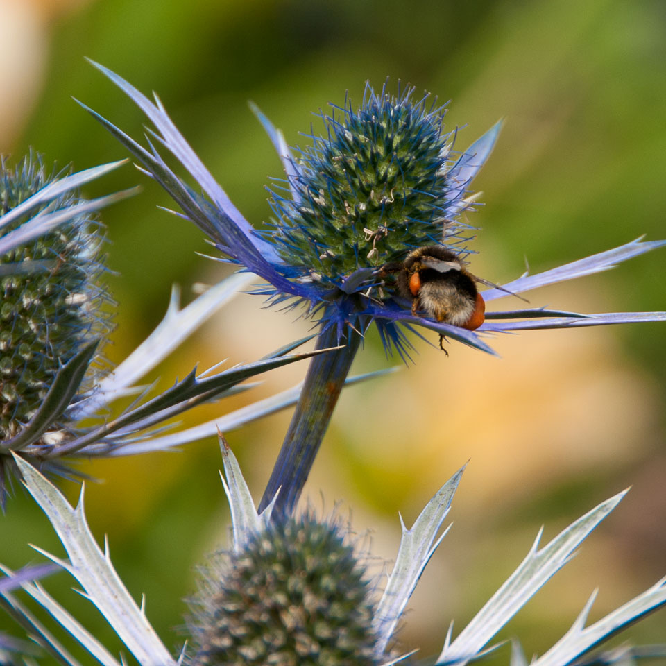 20110710RosemoorWorkshop0091.jpg