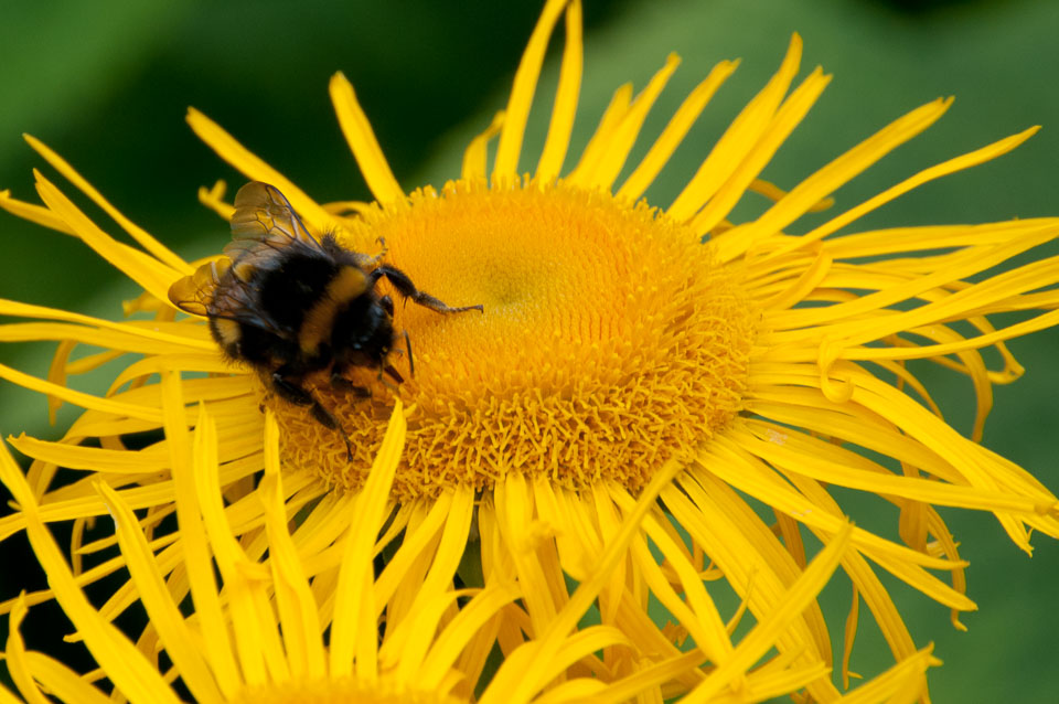 20110710RosemoorWorkshop0099.jpg