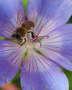 20110709Rosemoor-Workshop0041.jpg