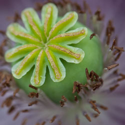 20110709Rosemoor-Workshop0052.jpg