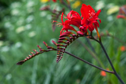 20110709Rosemoor-Workshop0053.jpg