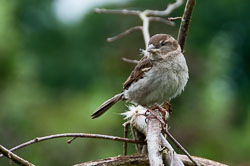 20110710RosemoorWorkshop0017.jpg