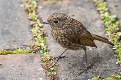 20110710RosemoorWorkshop0025.jpg