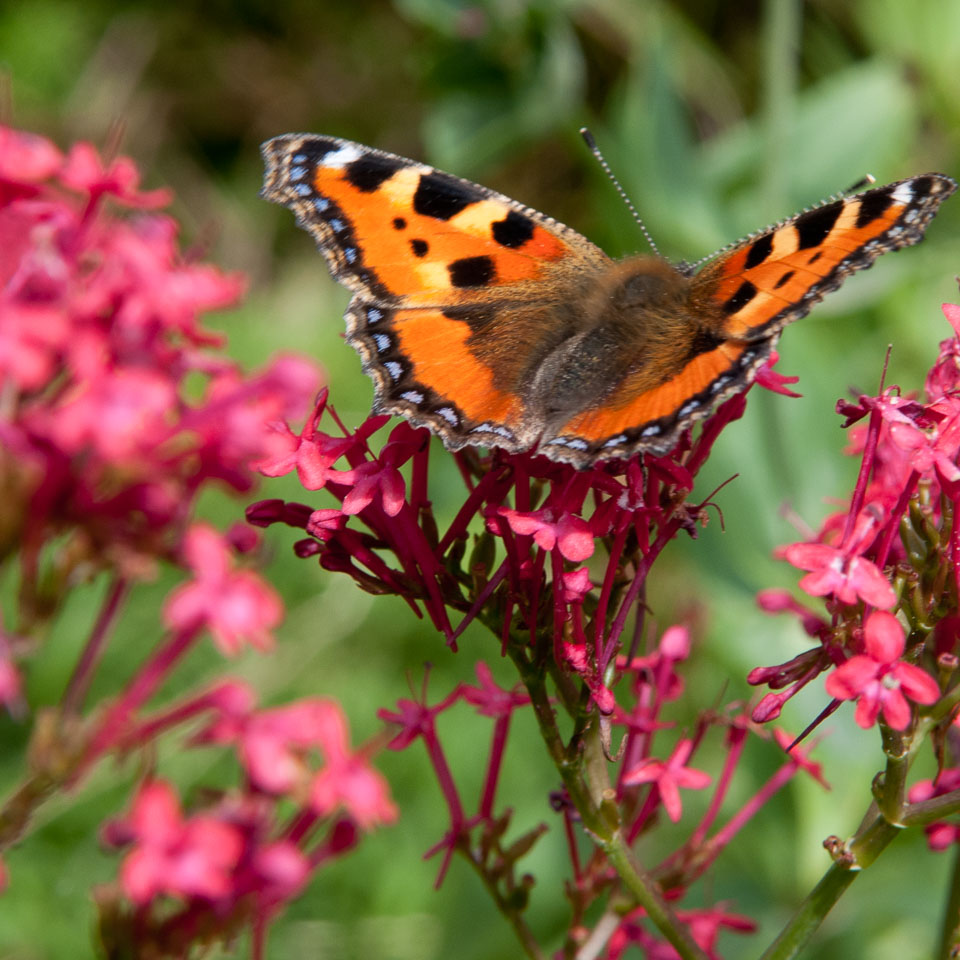 20110831Church-House-Garden0003.jpg