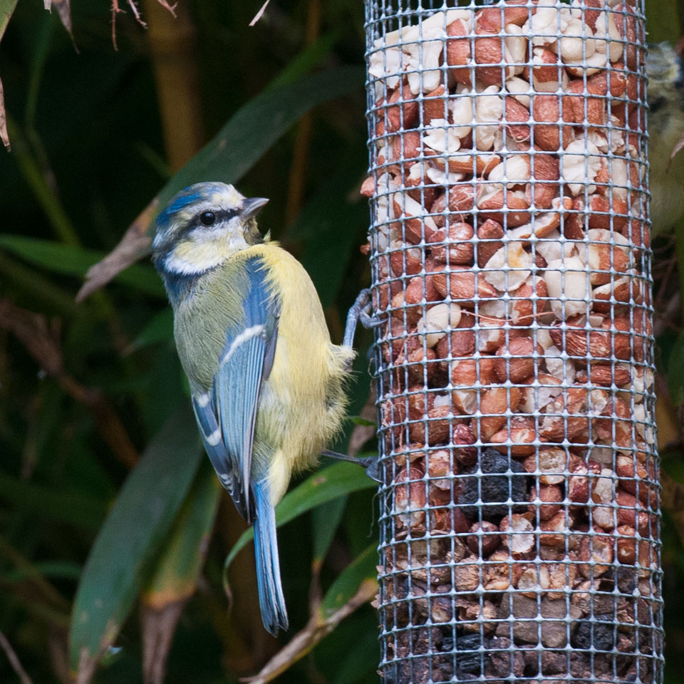 20110831Church-House-Garden0033.jpg