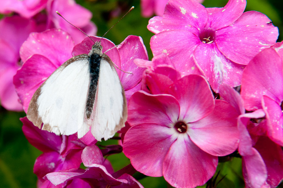 20110831Church-House-Garden0086.jpg