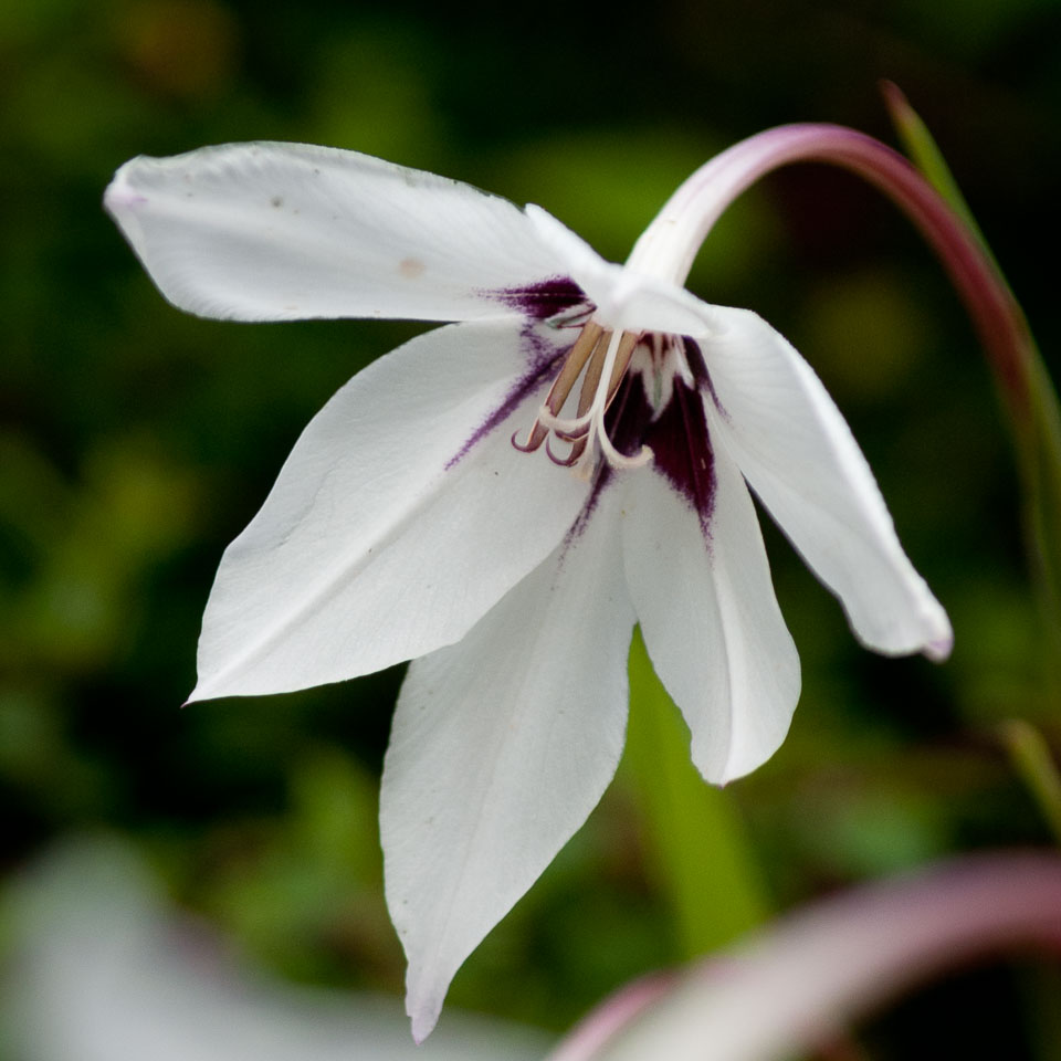 20110831Church-House-Garden0102.jpg