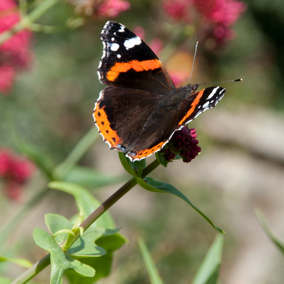 20110831Church-House-Garden0109.jpg