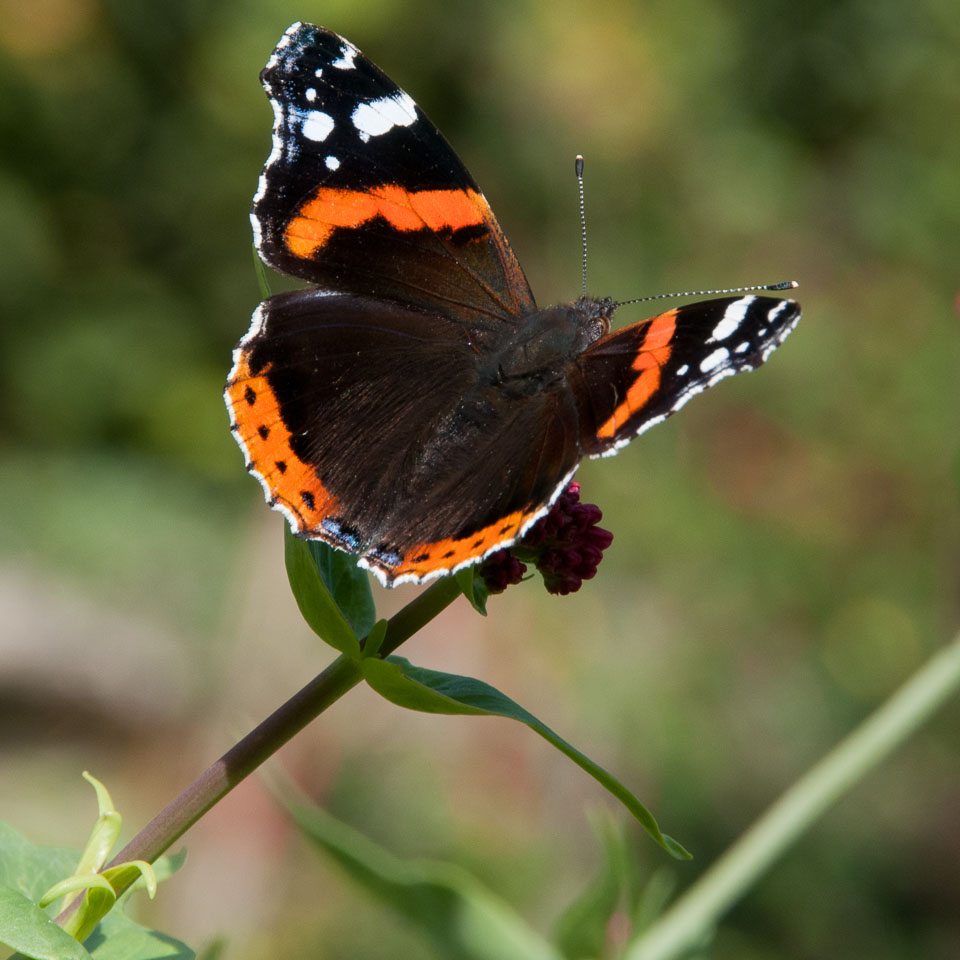 20110831Church-House-Garden0110.jpg