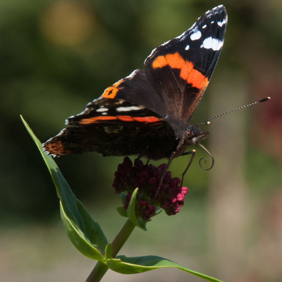 20110831Church-House-Garden0113.jpg