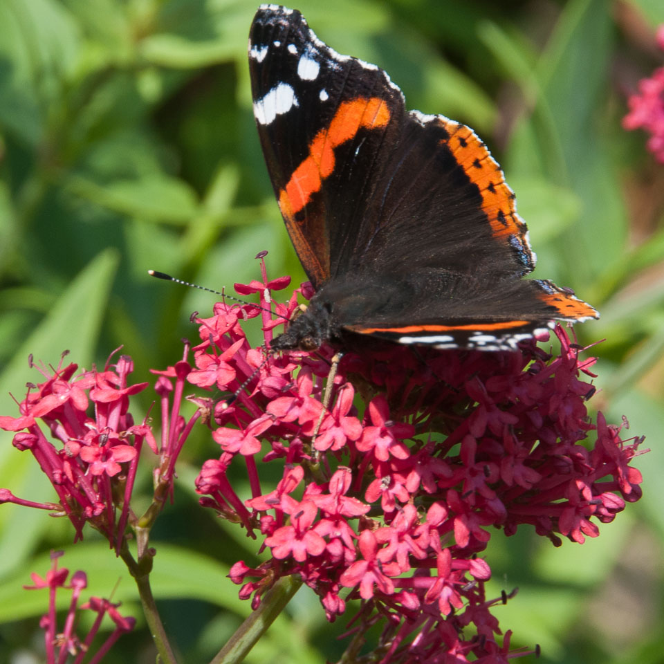 20110831Church-House-Garden0118.jpg