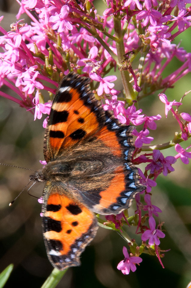 20110831Church-House-Garden0133.jpg