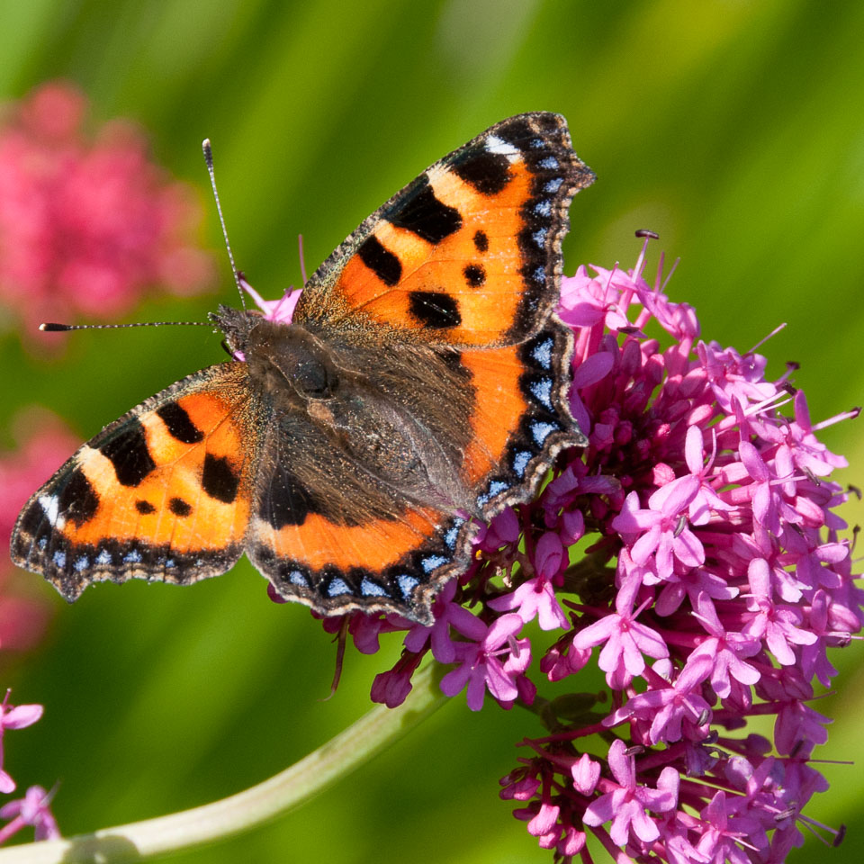 20110831Church-House-Garden0139.jpg