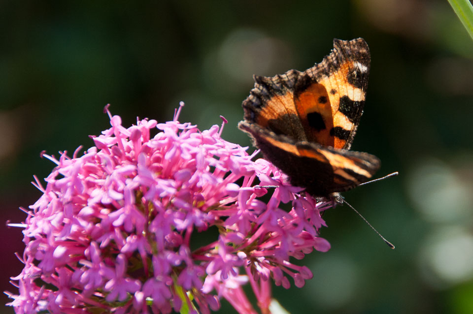 20110831Church-House-Garden0142.jpg