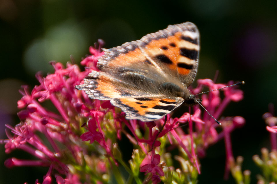 20110831Church-House-Garden0144.jpg