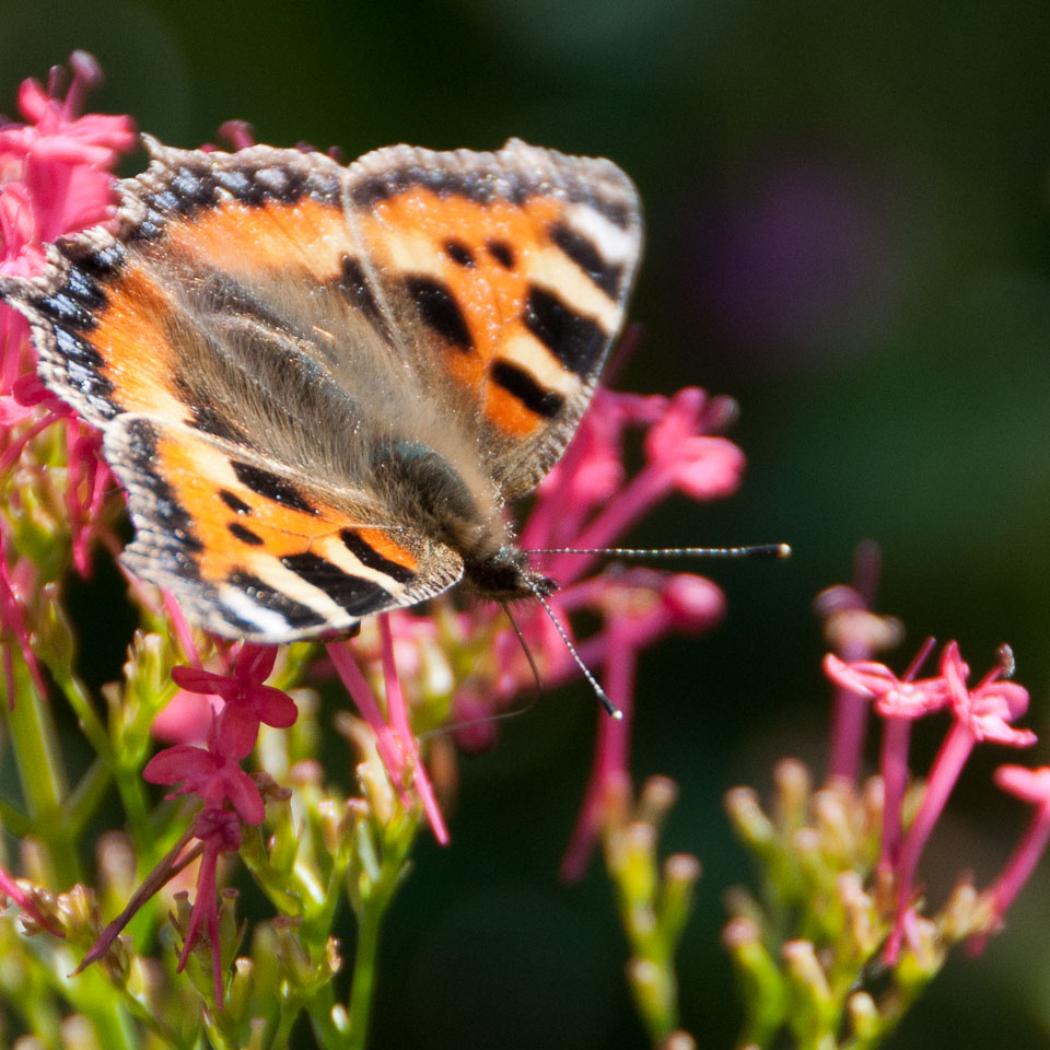 20110831Church-House-Garden0145.jpg