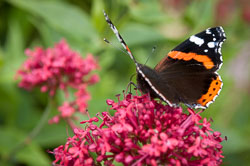 Church House Garden