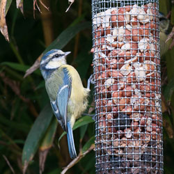 20110831Church-House-Garden0034.jpg