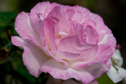 20110902Geoffs-Garden0003.jpg