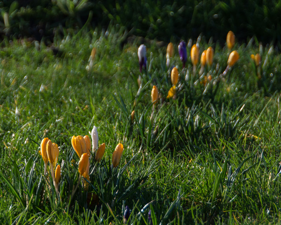 20140224Crocuses0007.jpg