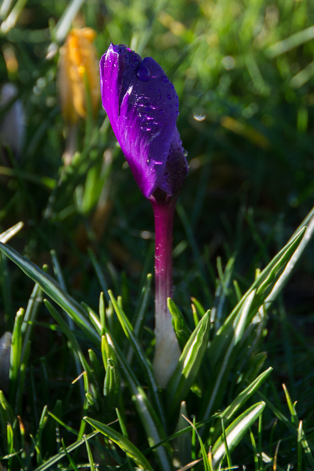 20140224Crocuses0009.jpg