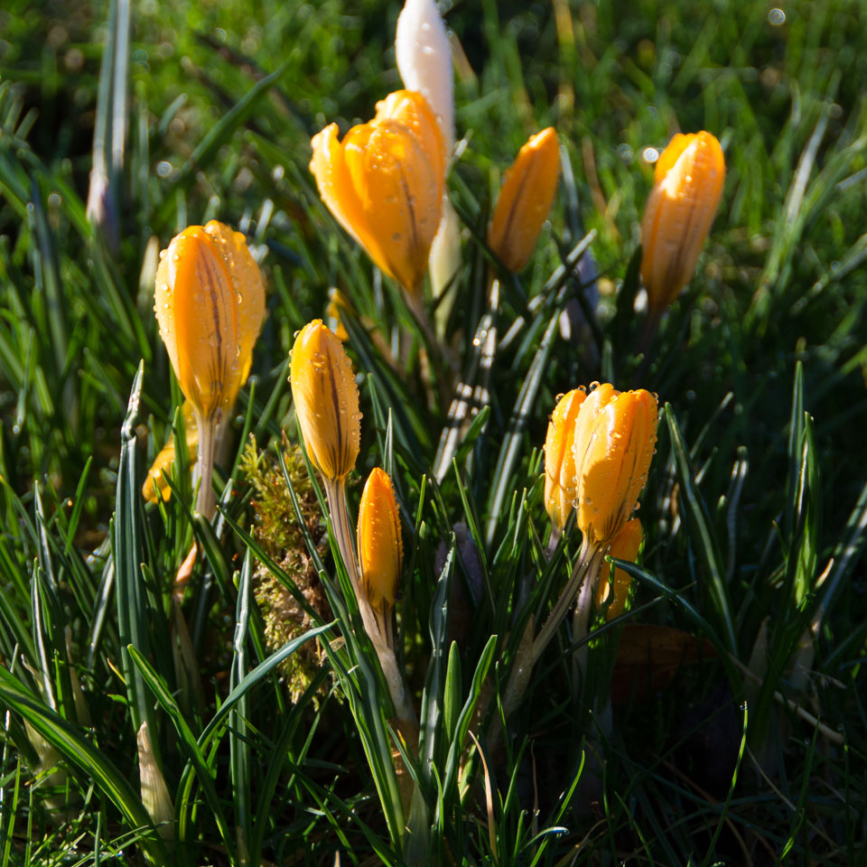 20140224Crocuses0010.jpg