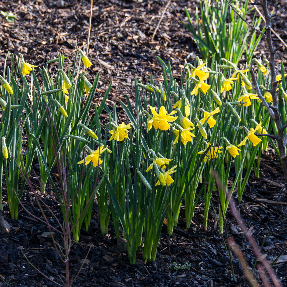 20140224Crocuses0011.jpg