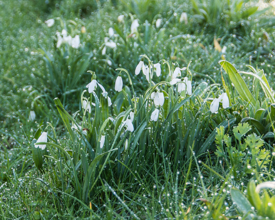 20140224Crocuses0012.jpg