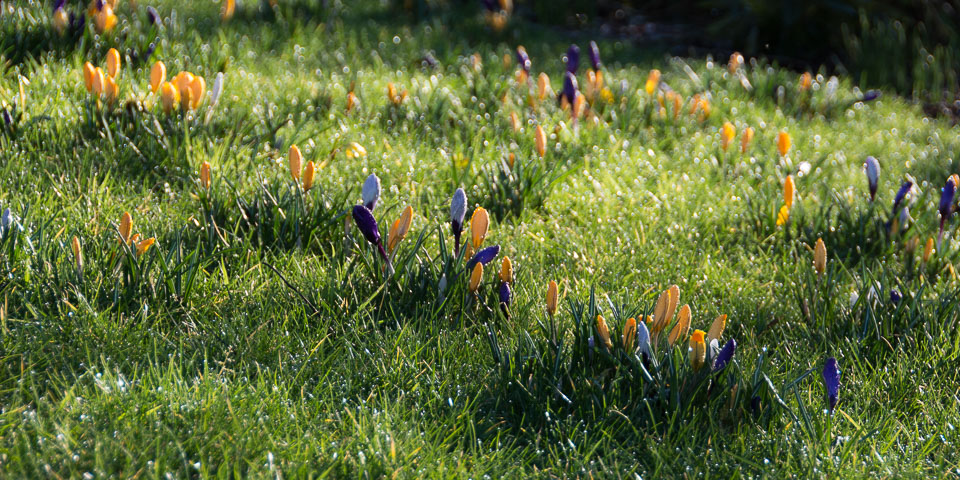 20140224Crocuses0014.jpg