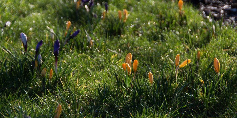 20140224Crocuses0015.jpg