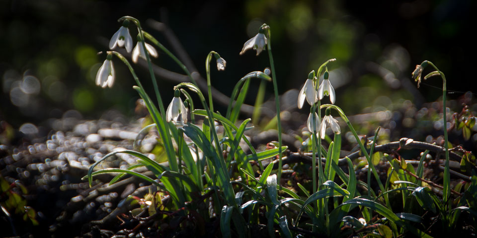 20140224Crocuses0016.jpg