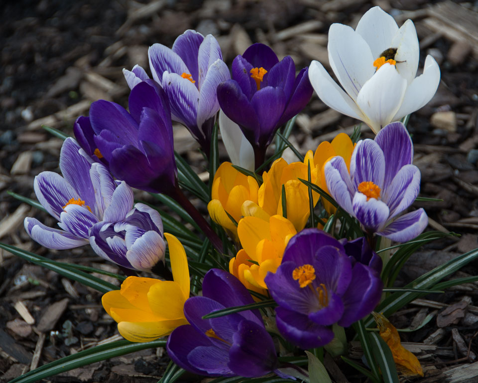 201403Spring-Flowers0009.jpg