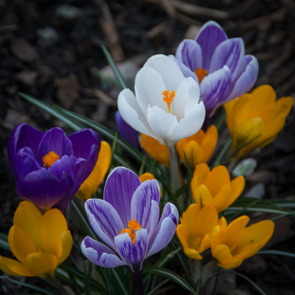 201403Spring-Flowers0010.jpg