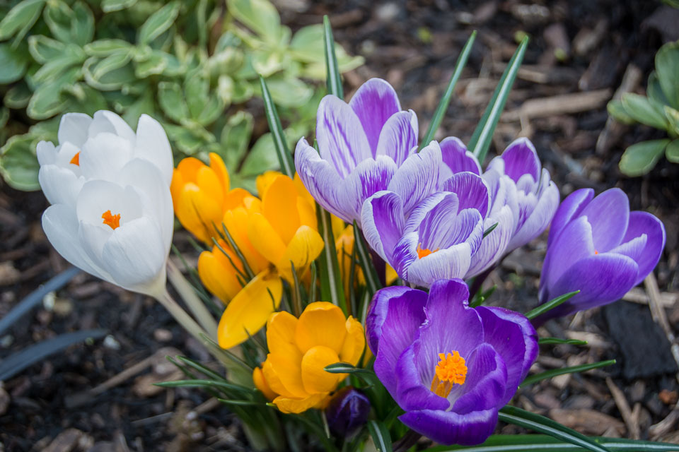 201403Spring-Flowers0011.jpg