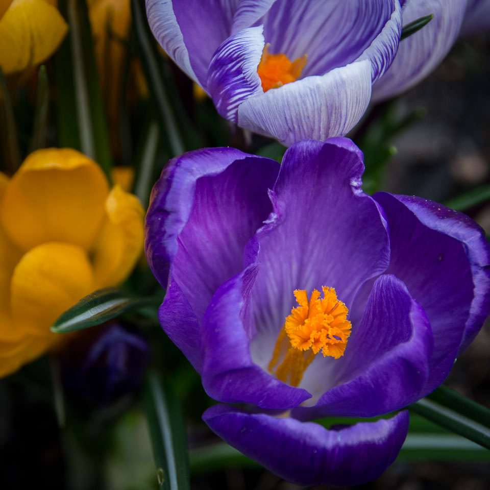 201403Spring-Flowers0012.jpg