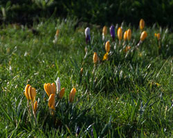 20140224Crocuses0007.jpg