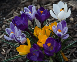 201403Spring-Flowers0009.jpg