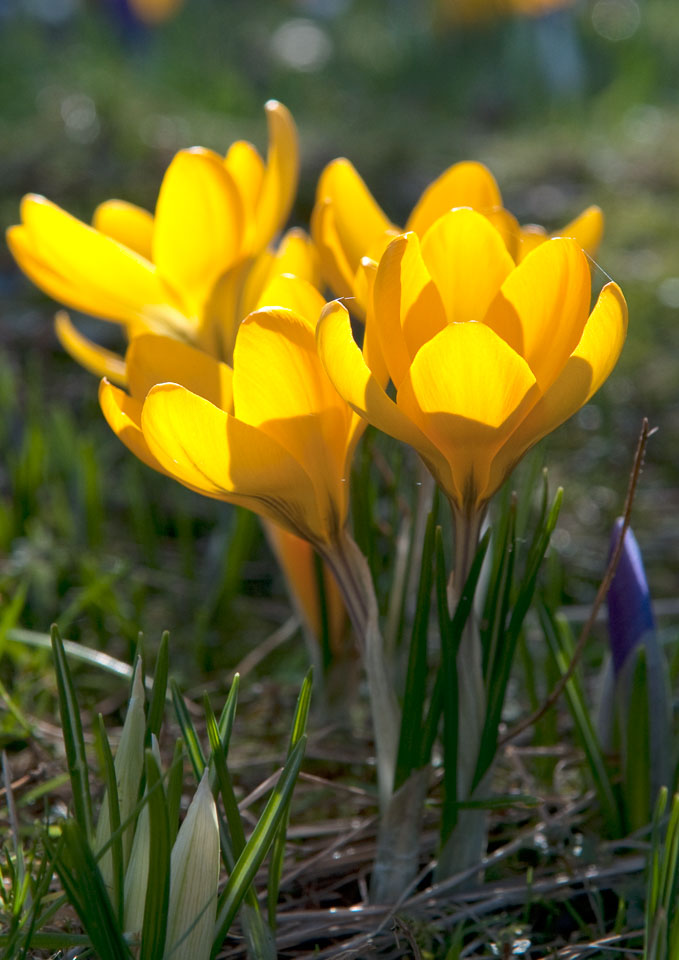 20100302_Wisley_0003.jpg