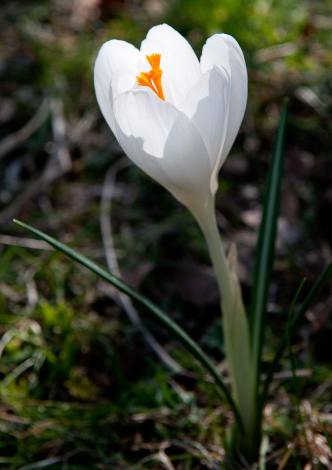 20100302_Wisley_0005-Edit.jpg