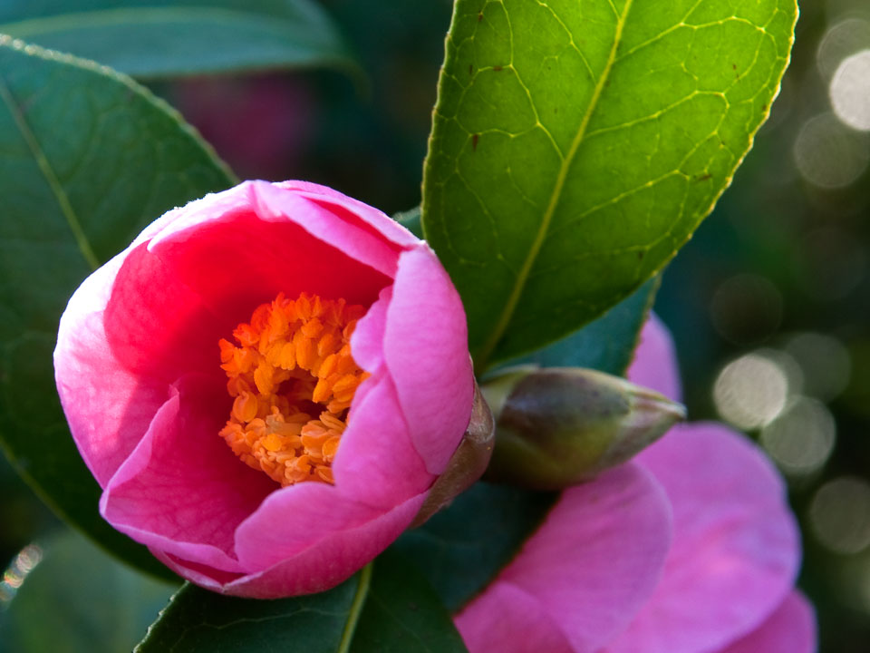 20100302_Wisley_0014.jpg