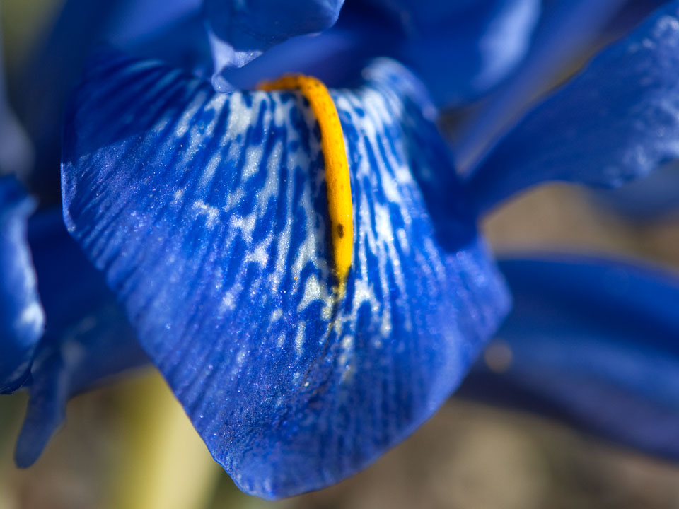 20100302_Wisley_0053.jpg